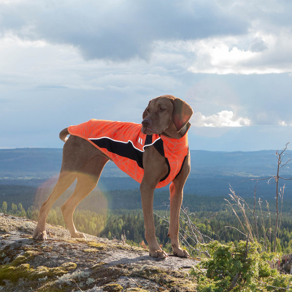 Pidä huolta metsästyskoirastasi