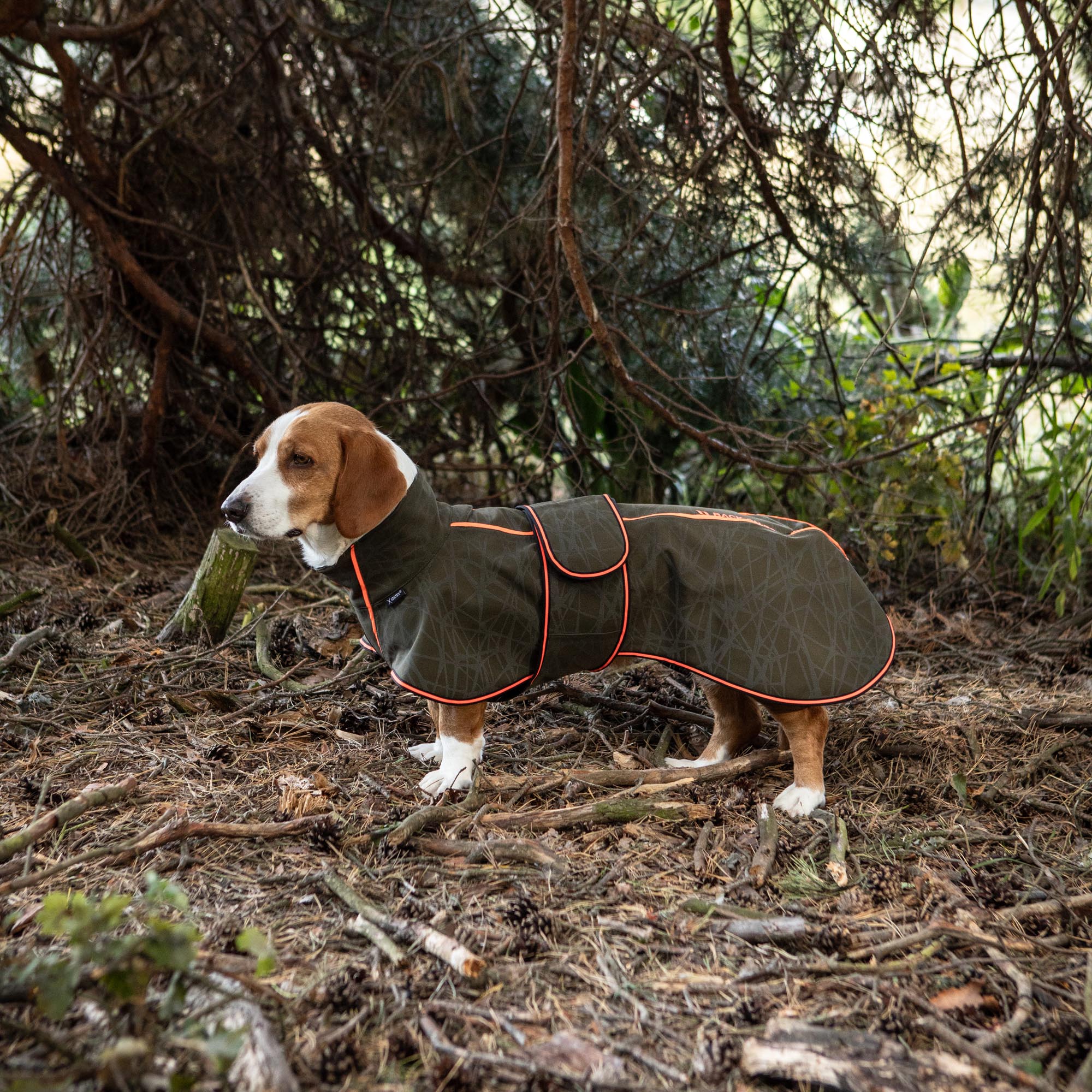 Pitkäselkäisten koirien takit