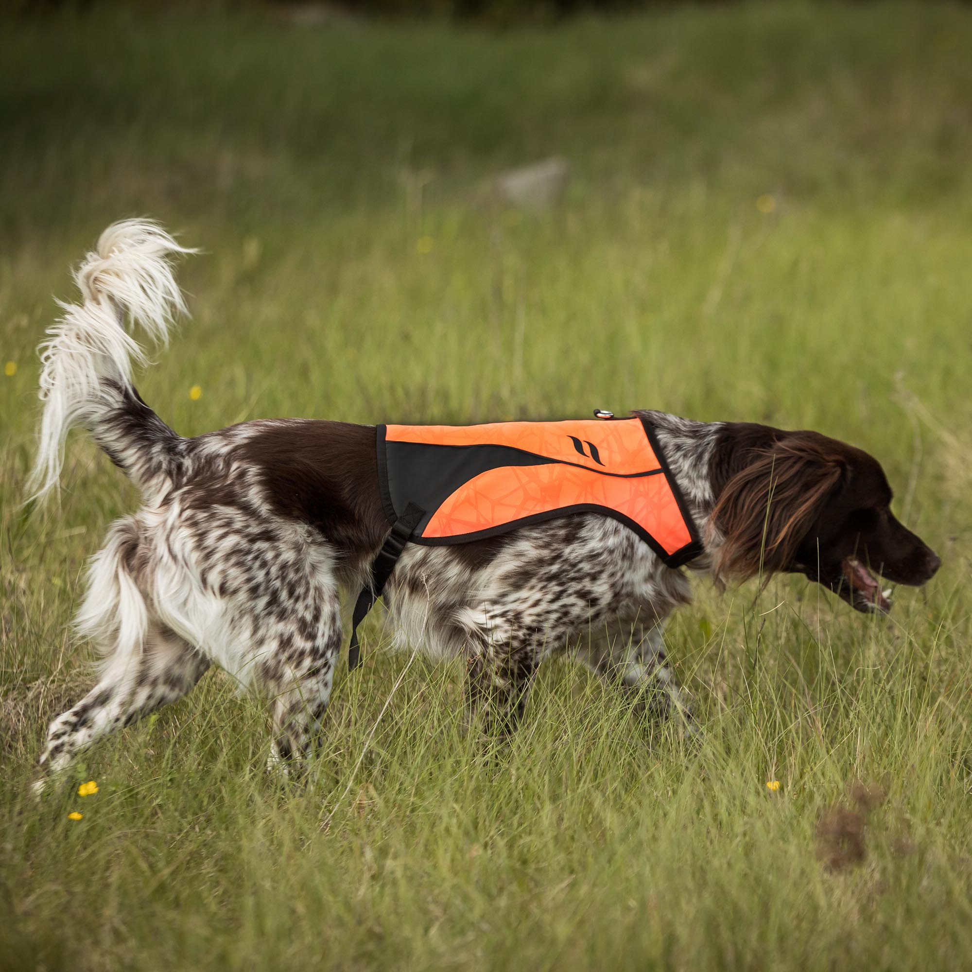 Koirien huomiotakit ja liivit