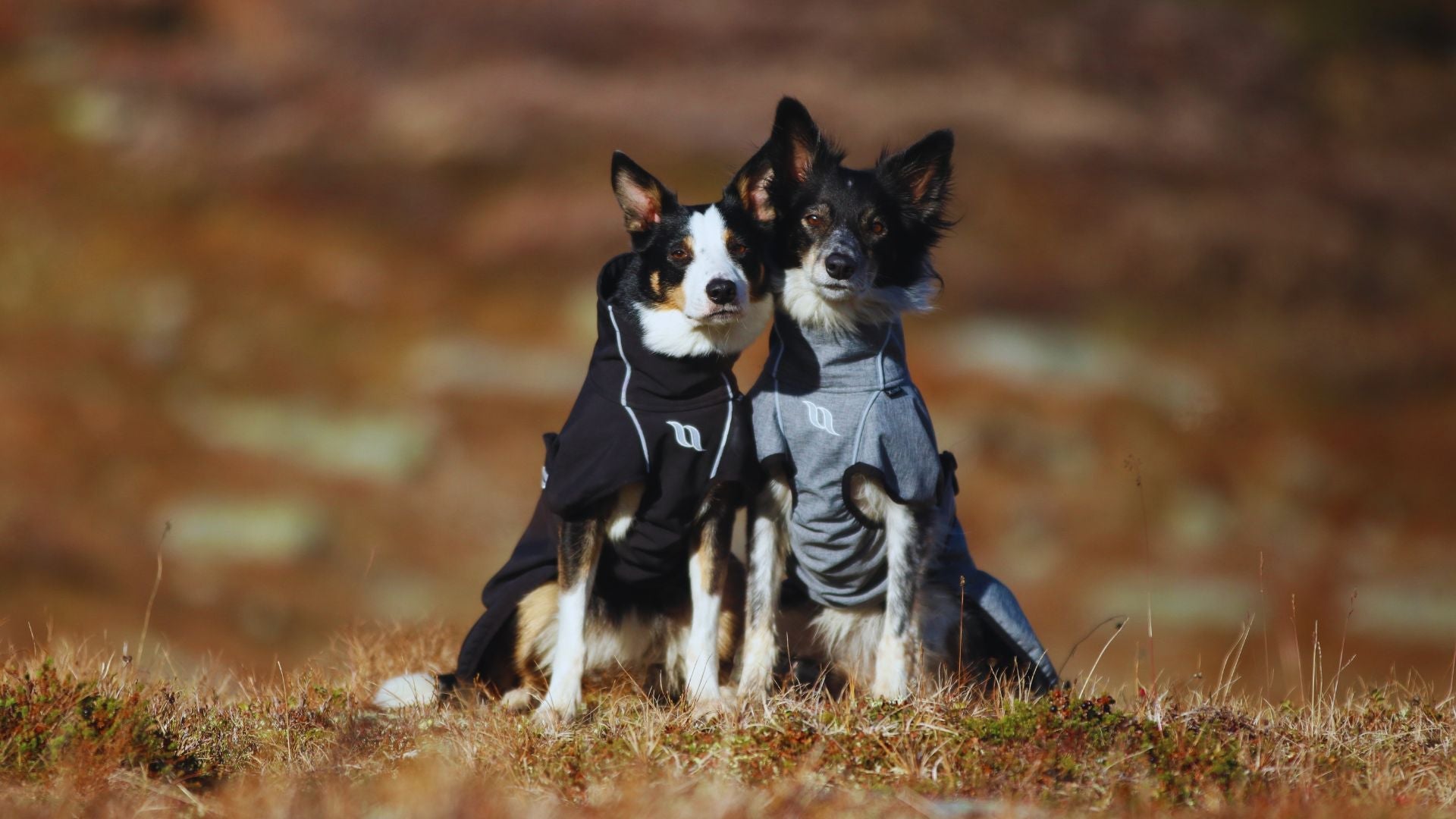 Kaikki normaalihintaiset koiratuotteet