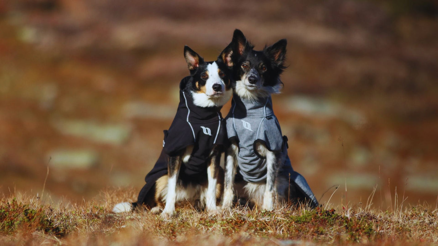 Kaikki normaalihintaiset koiratuotteet