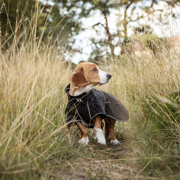 Buddy 2.0 Softshell takki pitkäselkäiselle koiralle, musta