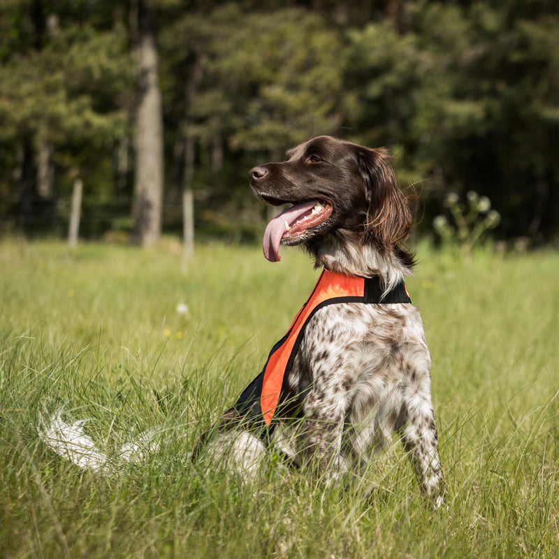 POINT Huomioliivi koiralle