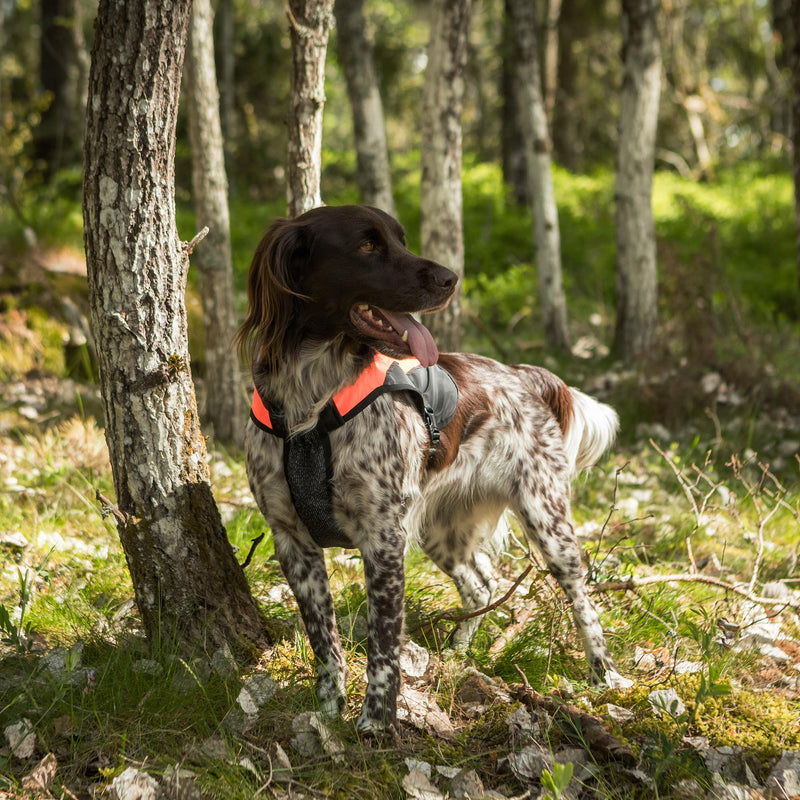 TRAKK koiran huomioliivi rintasuojalla