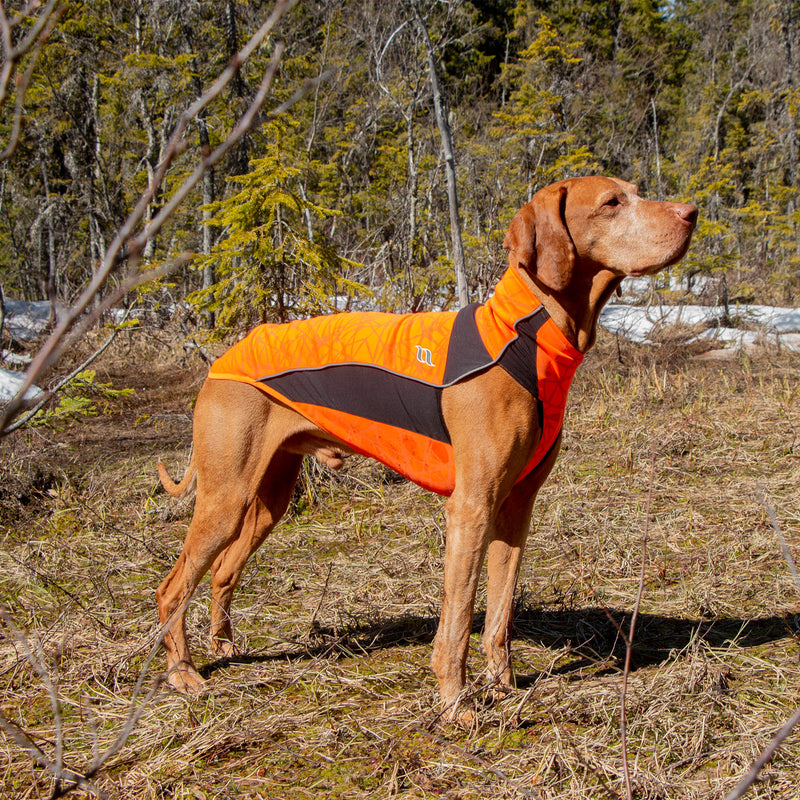 "Eddie" koiran paita, oranssi - Back on Track Finland