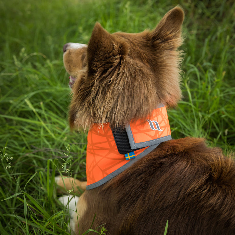 "Draco" koiran huomiohuivi, oranssi - Back on Track Finland